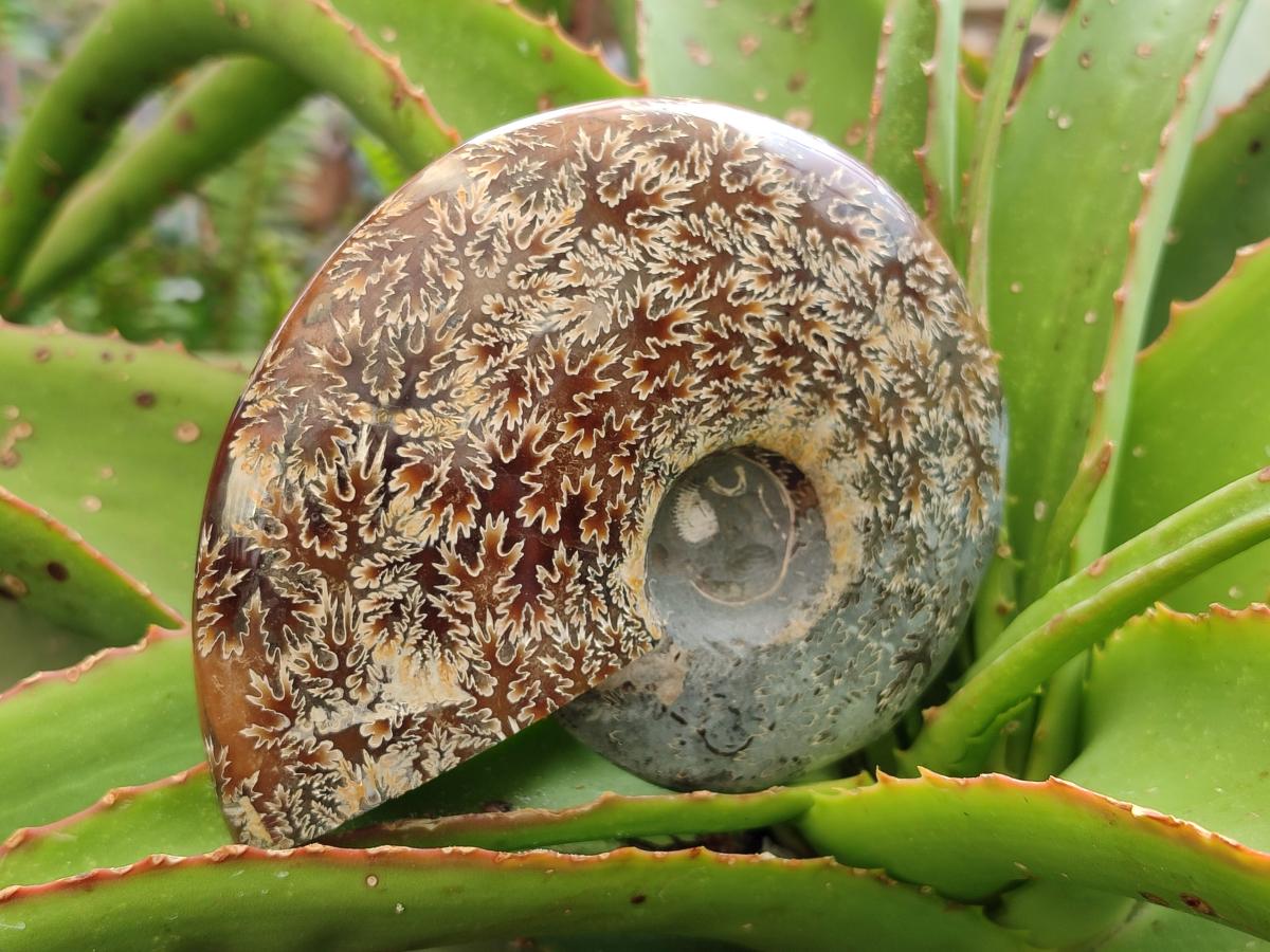 Polished Cleoniceras "Jigsaw" Ammonite Fossils x 2 From Tulear, Madagascar