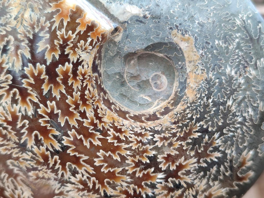 Polished Cleoniceras "Jigsaw" Ammonite Fossils x 2 From Tulear, Madagascar