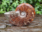 Polished Cleoniceras "Jigsaw" Ammonite Fossils x 2 From Tulear, Madagascar