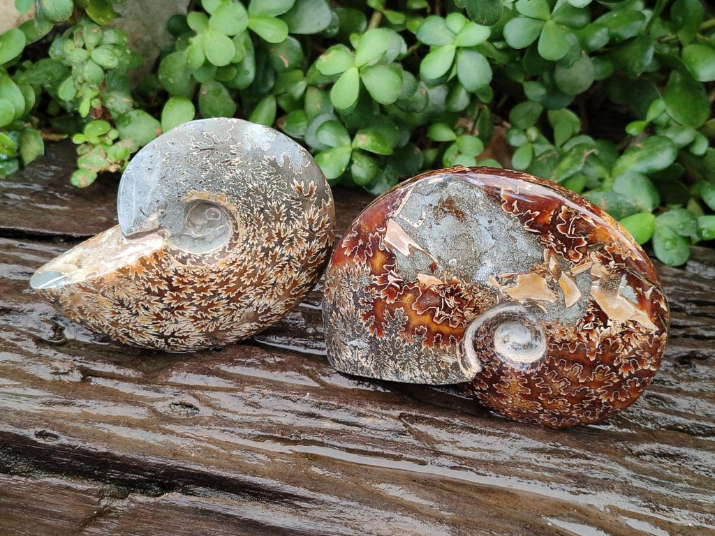 Polished Cleoniceras "Jigsaw" Ammonite Fossils x 2 From Tulear, Madagascar