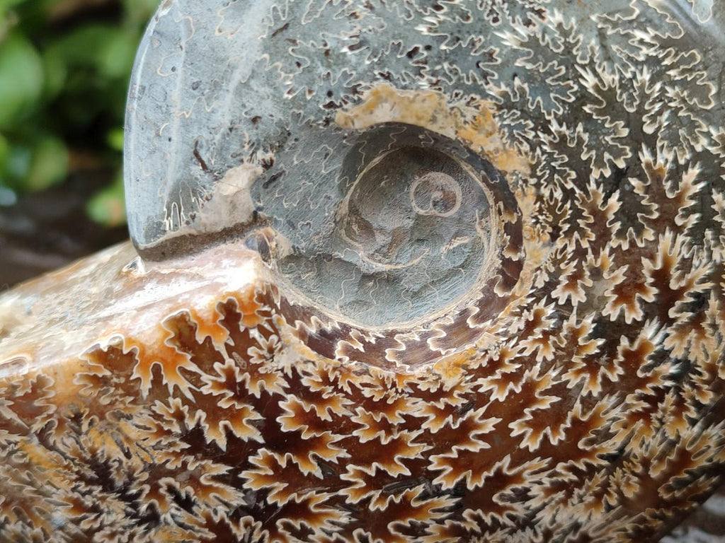 Polished Cleoniceras "Jigsaw" Ammonite Fossils x 2 From Tulear, Madagascar