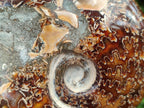 Polished Cleoniceras "Jigsaw" Ammonite Fossils x 2 From Tulear, Madagascar