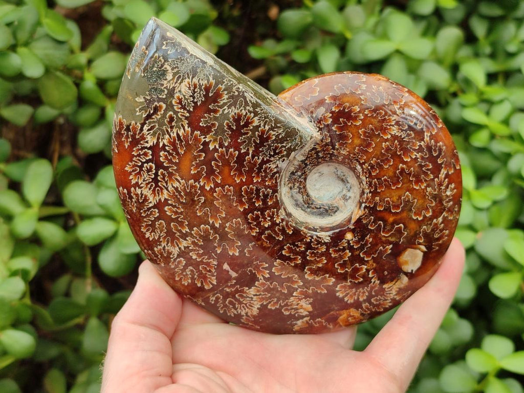Polished Cleoniceras "Jigsaw" Ammonite Fossils x 2 From Tulear, Madagascar