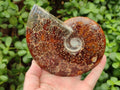 Polished Cleoniceras "Jigsaw" Ammonite Fossils x 2 From Tulear, Madagascar
