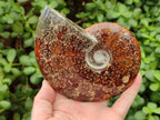 Polished Cleoniceras "Jigsaw" Ammonite Fossils x 2 From Tulear, Madagascar