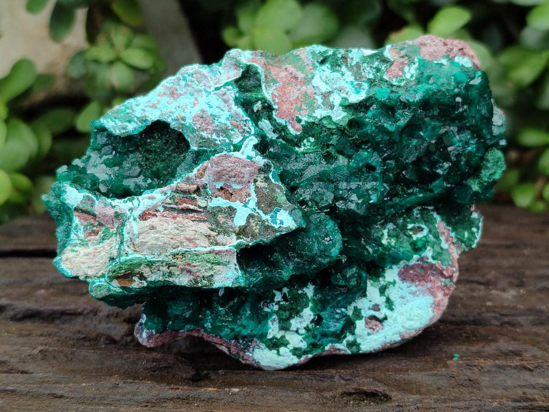 Natural Large Dioptase and Chrysocolla Specimen x 1 From Likasi, Congo