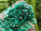 Natural Large Dioptase and Chrysocolla Specimen x 1 From Likasi, Congo