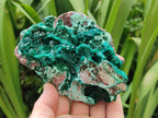 Natural Large Dioptase and Chrysocolla Specimen x 1 From Likasi, Congo