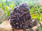 Natural Large Dark Amethyst Cluster x 1 From Mapatizya, Zambia