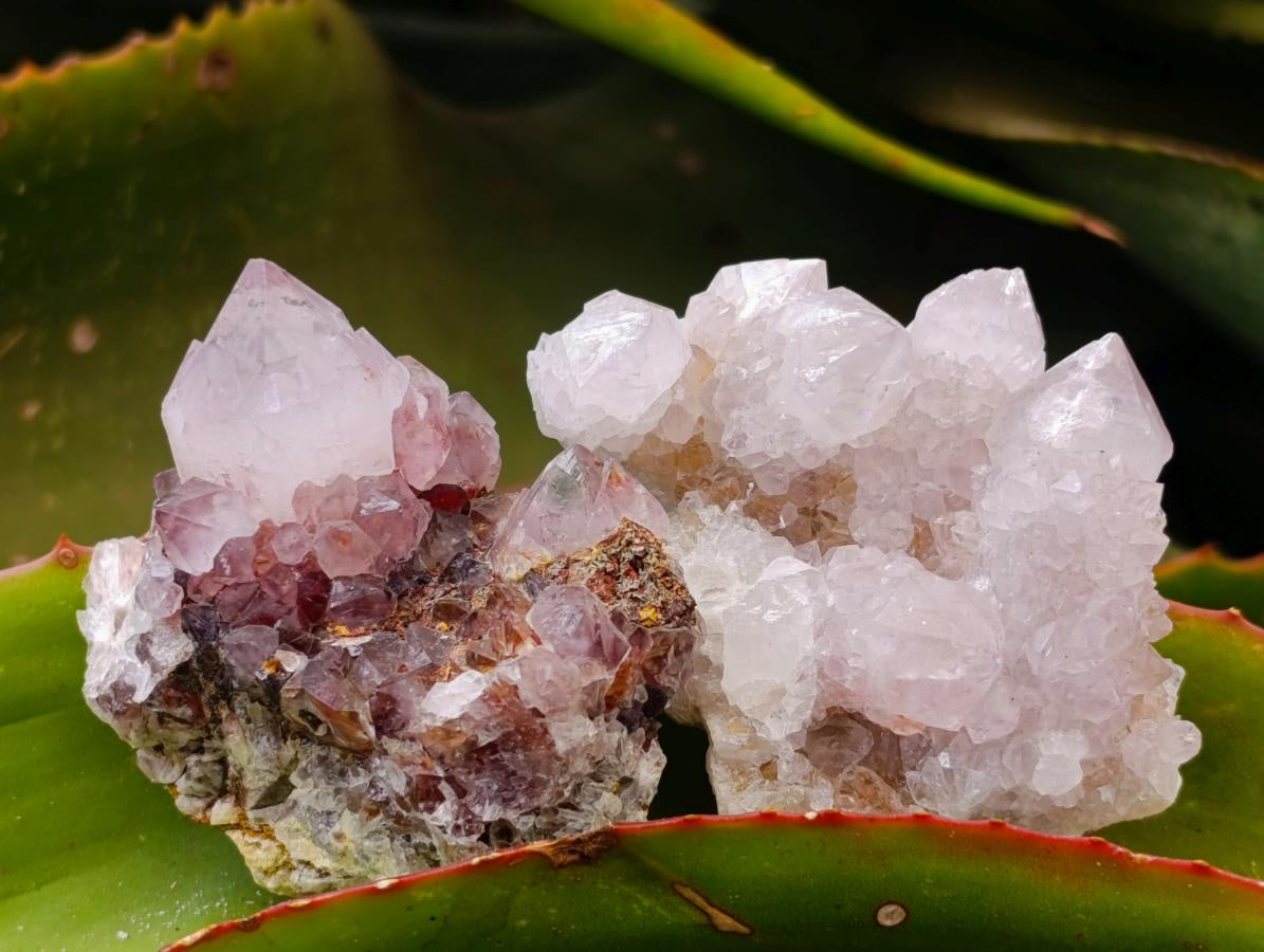 Natural Mixed Spirit Quartz Crystals and Clusters x 56 From Boekenhouthoek, South Africa