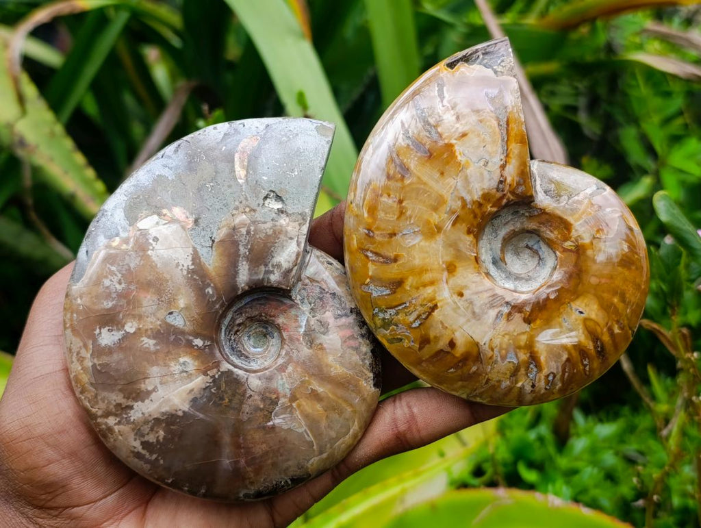 Polished Opalized Cleoniceras Ammonite Fossils x 2 From Tulear, Madagascar