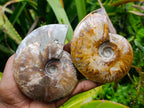 Polished Opalized Cleoniceras Ammonite Fossils x 2 From Tulear, Madagascar