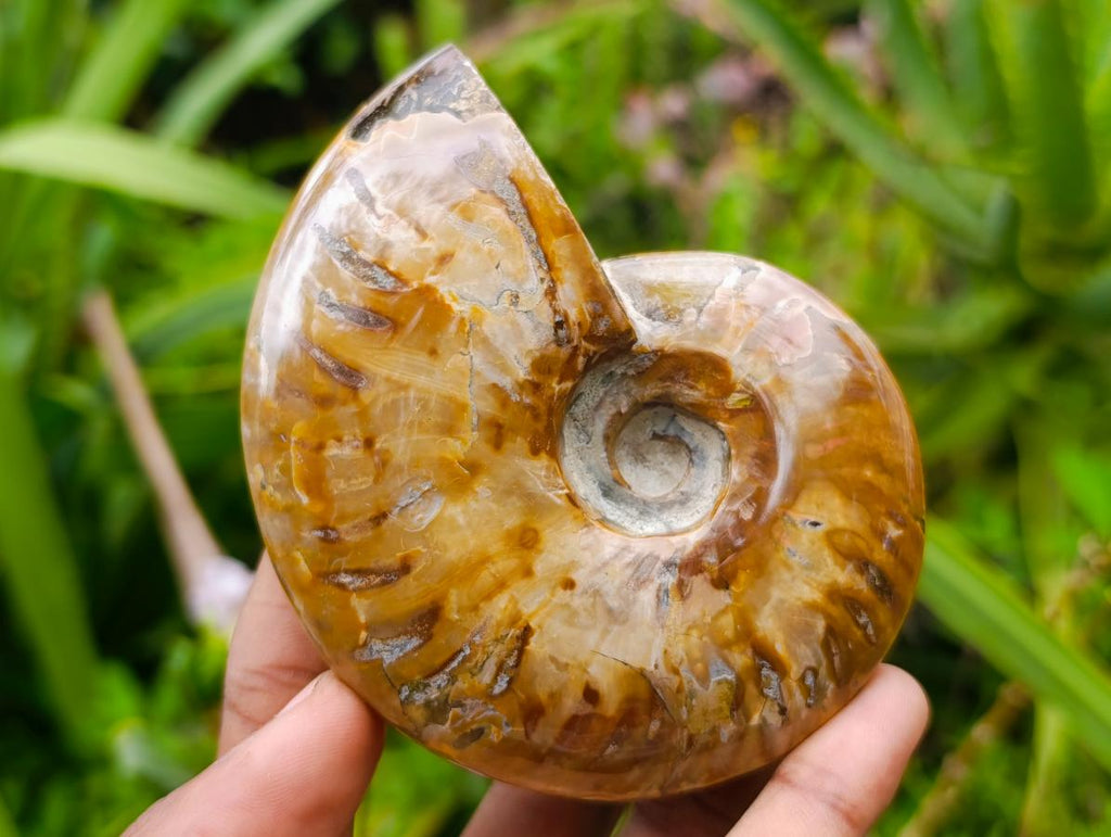 Polished Opalized Cleoniceras Ammonite Fossils x 2 From Tulear, Madagascar