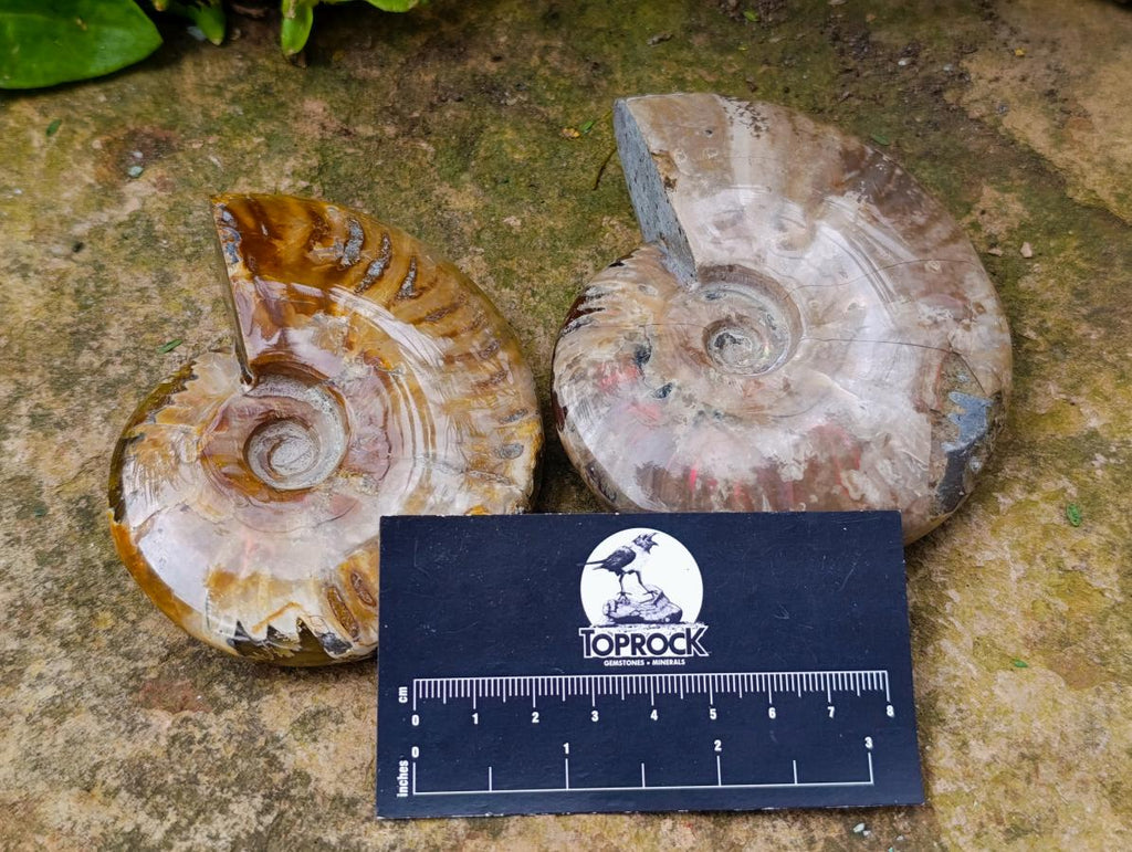 Polished Opalized Cleoniceras Ammonite Fossils x 2 From Tulear, Madagascar