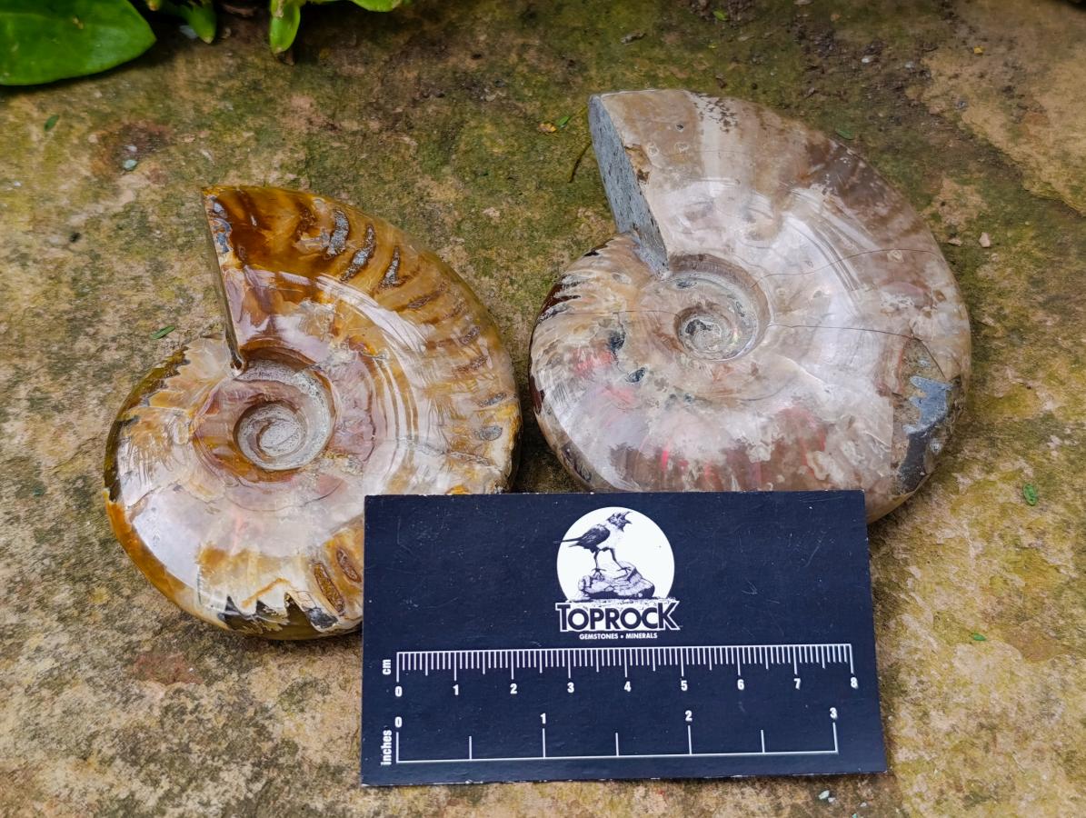 Polished Opalized Cleoniceras Ammonite Fossils x 2 From Tulear, Madagascar