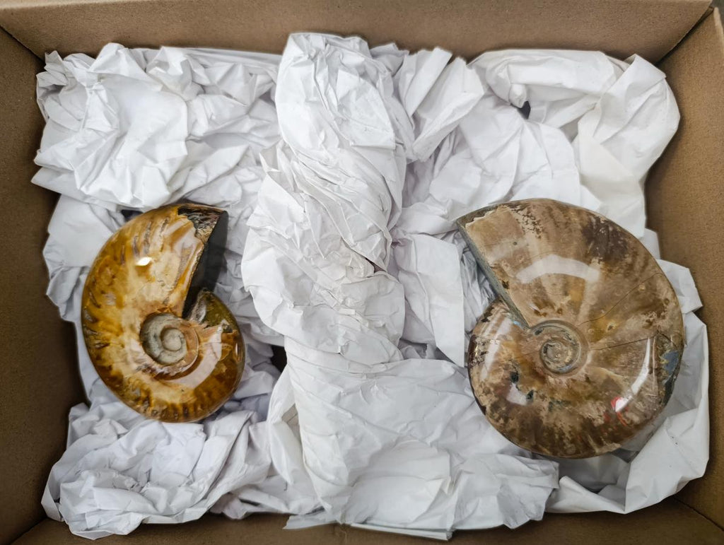 Polished Opalized Cleoniceras Ammonite Fossils x 2 From Tulear, Madagascar