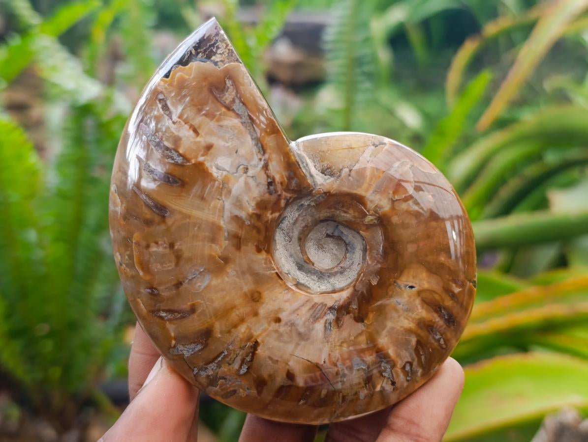 Polished Opalized Cleoniceras Ammonite Fossils x 2 From Tulear, Madagascar