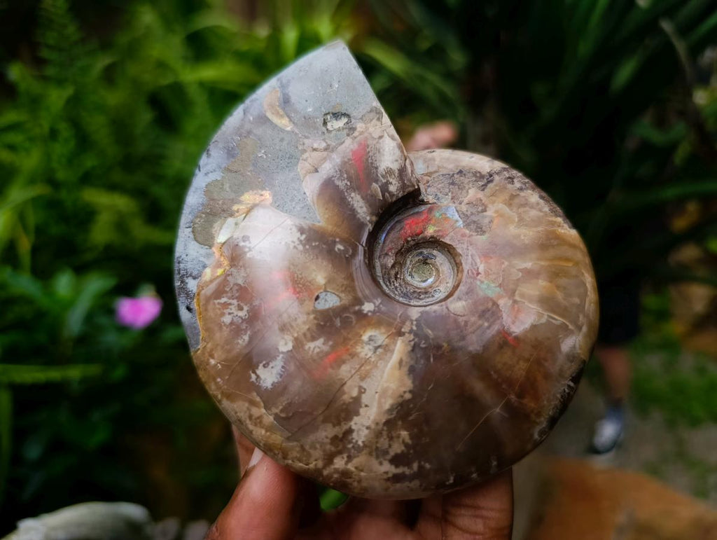 Polished Opalized Cleoniceras Ammonite Fossils x 2 From Tulear, Madagascar