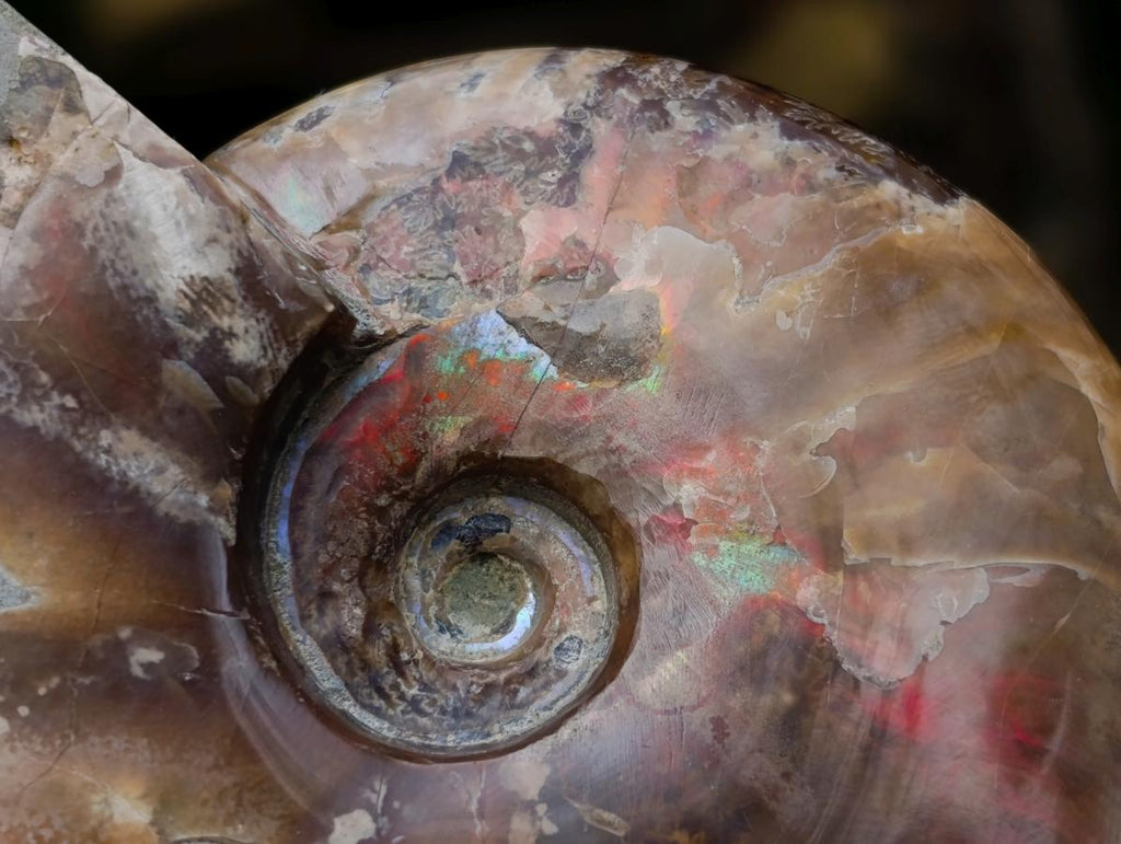 Polished Opalized Cleoniceras Ammonite Fossils x 2 From Tulear, Madagascar