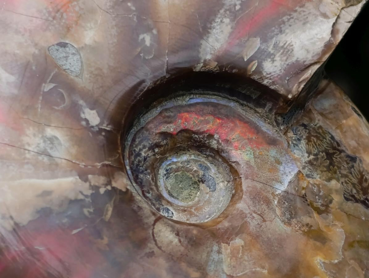 Polished Opalized Cleoniceras Ammonite Fossils x 2 From Tulear, Madagascar
