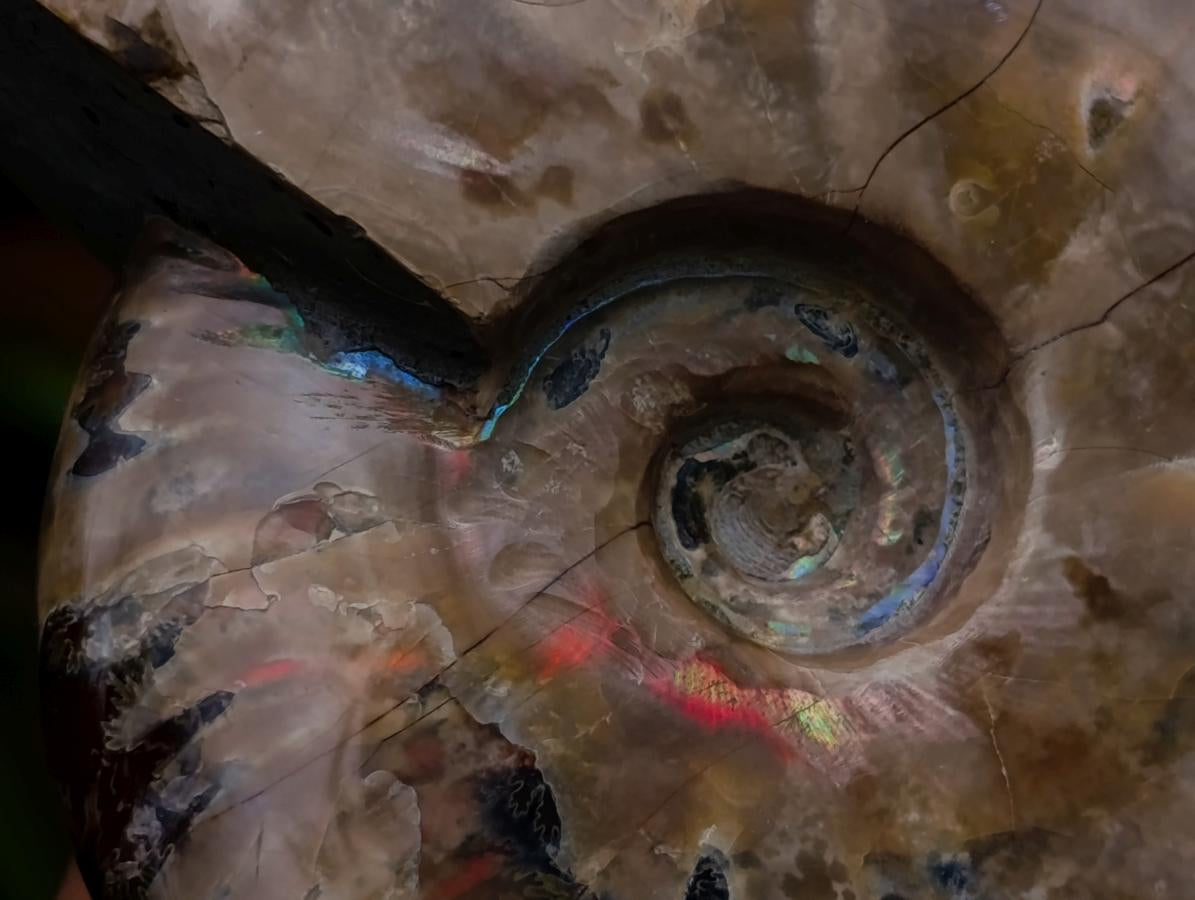 Polished Opalized Cleoniceras Ammonite Fossils x 2 From Tulear, Madagascar