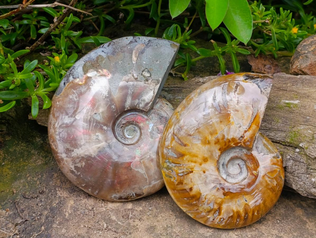 Polished Opalized Cleoniceras Ammonite Fossils x 2 From Tulear, Madagascar