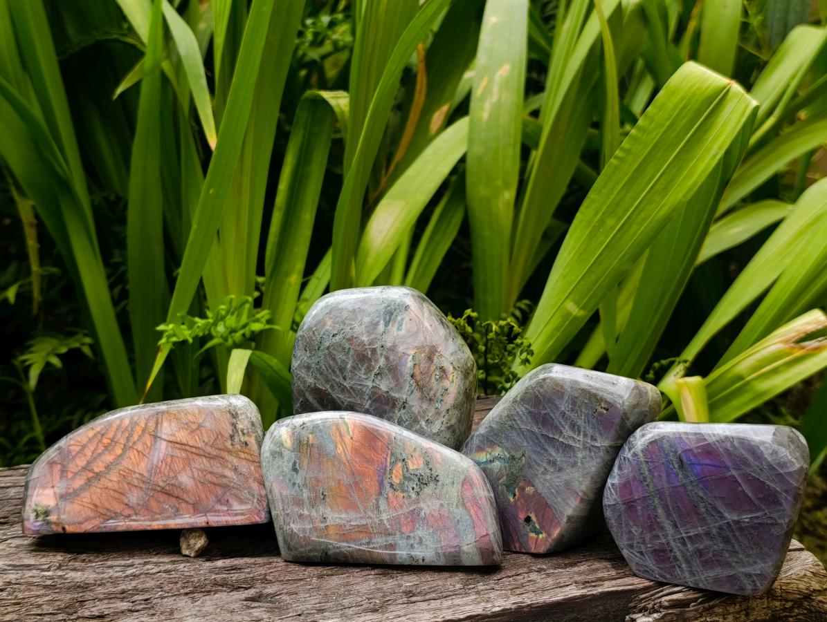 Polished Rare Purple Sunset Flash Labradorite Standing Free Forms x 5 From Madagascar