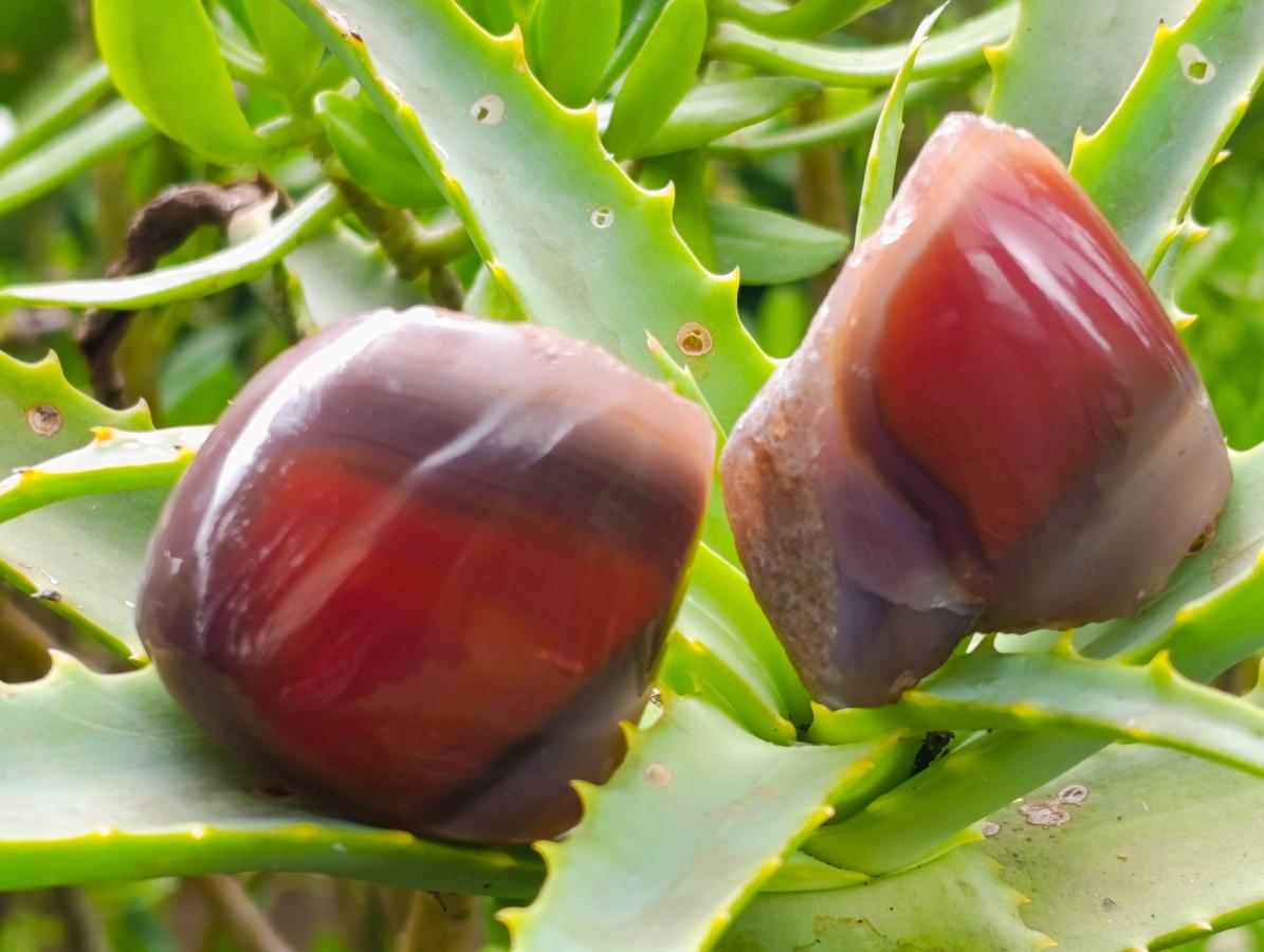 Polished One Side Red Shashe River Agate Nodules x 35 From Shashe River, Zimbabwe
