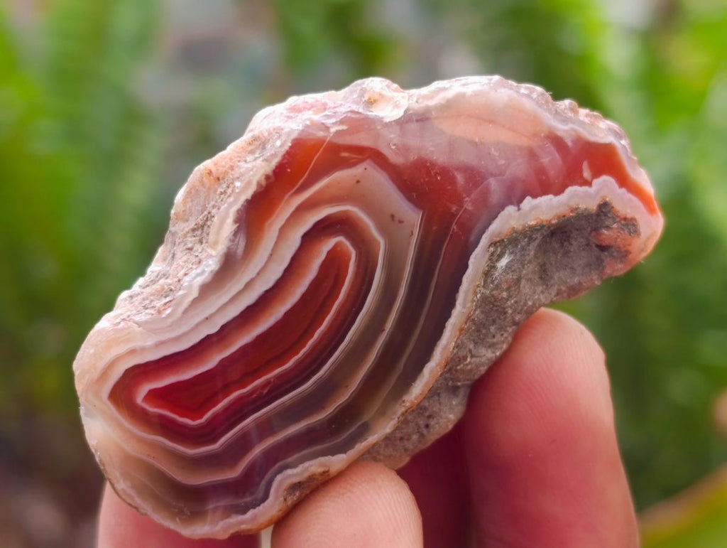Polished One Side Red Shashe River Agate Nodules x 35 From Shashe River, Zimbabwe