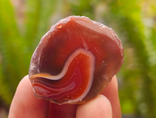 Polished One Side Red Shashe River Agate Nodules x 35 From Shashe River, Zimbabwe
