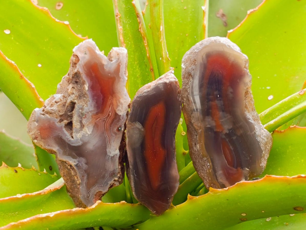 Polished One Side Red Shashe River Agate Nodules x 20 From Shashe River, Zimbabwe