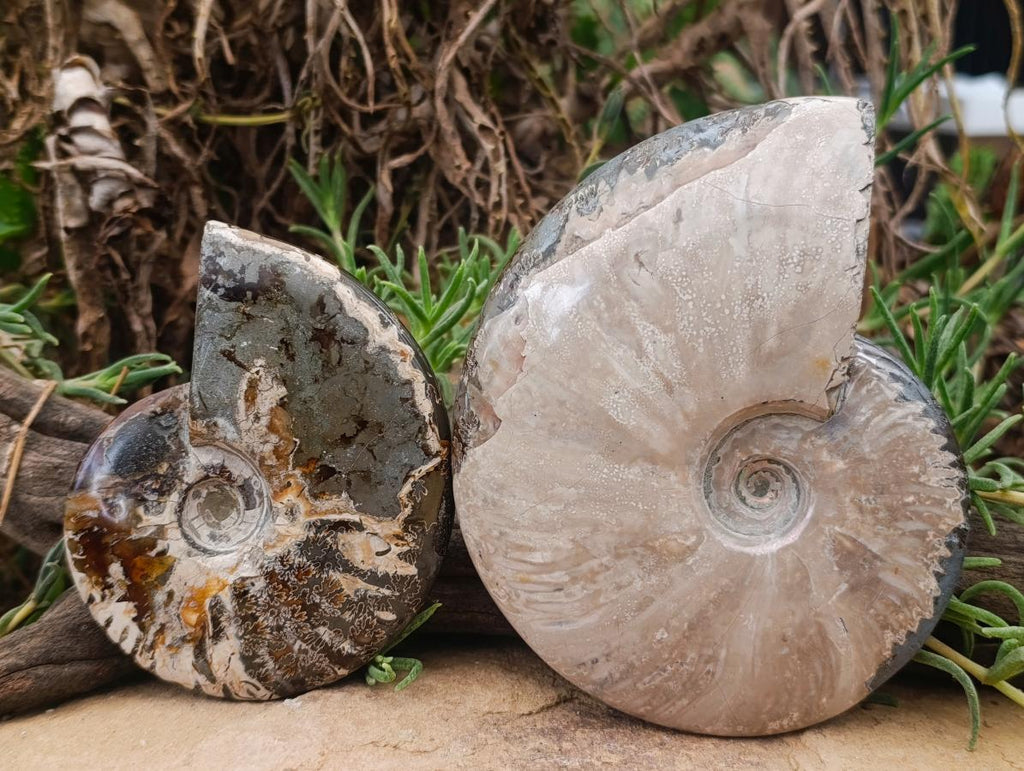 Polished Cleoniceras Ammonite Fossils x 2 From Tulear, Madagascar