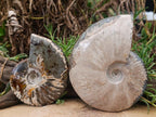 Polished Cleoniceras Ammonite Fossils x 2 From Tulear, Madagascar