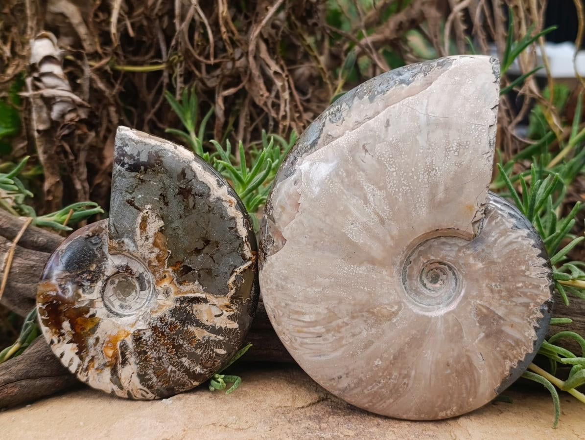 Polished Cleoniceras Ammonite Fossils x 2 From Tulear, Madagascar