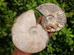 Polished Cleoniceras Ammonite Fossils x 2 From Tulear, Madagascar