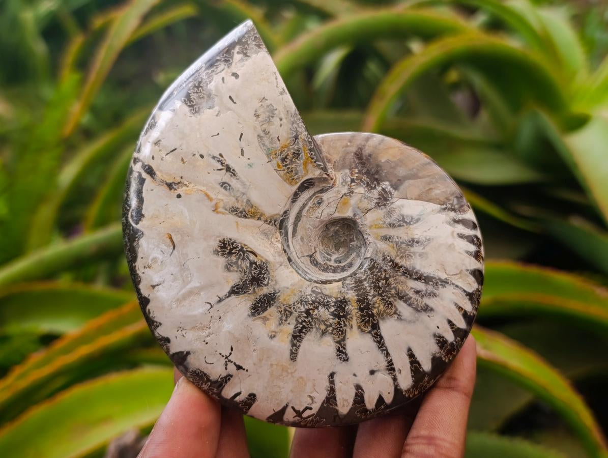 Polished Cleoniceras Ammonite Fossils x 2 From Tulear, Madagascar