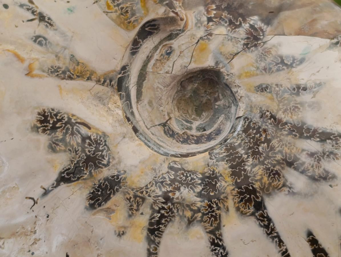 Polished Cleoniceras Ammonite Fossils x 2 From Tulear, Madagascar