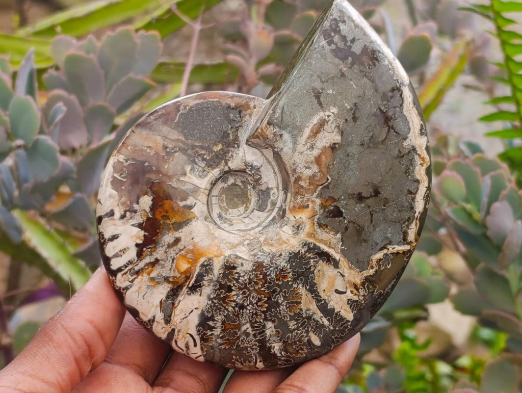 Polished Cleoniceras Ammonite Fossils x 2 From Tulear, Madagascar