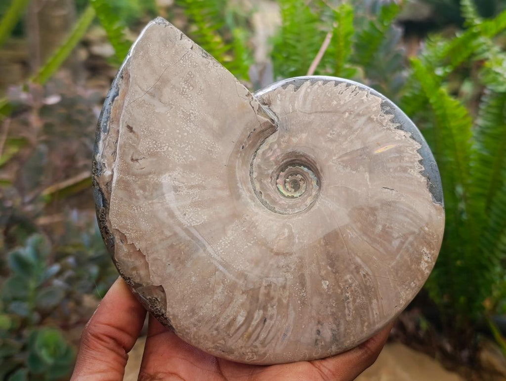 Polished Cleoniceras Ammonite Fossils x 2 From Tulear, Madagascar