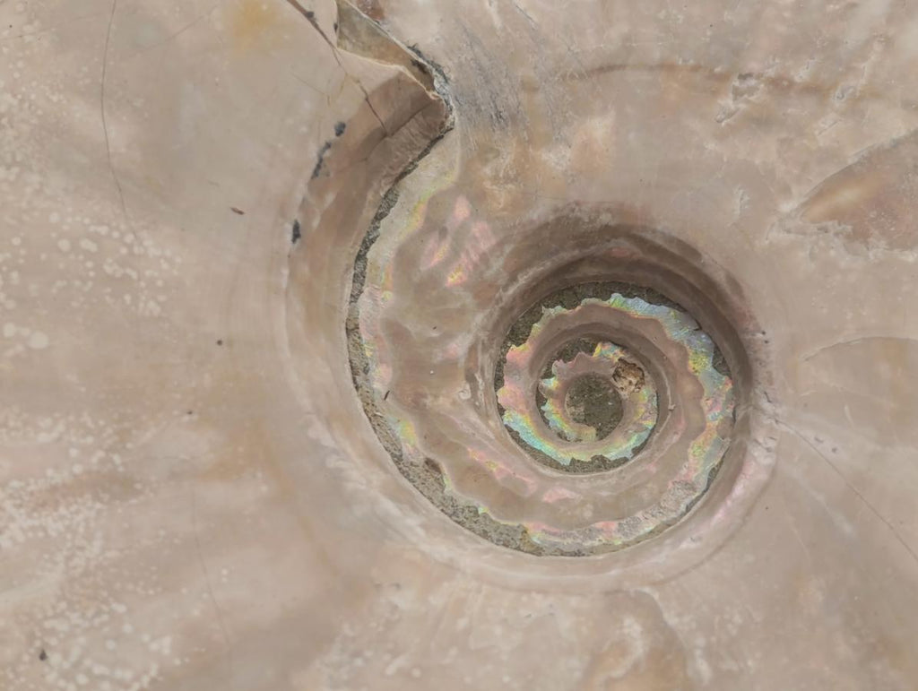 Polished Cleoniceras Ammonite Fossils x 2 From Tulear, Madagascar