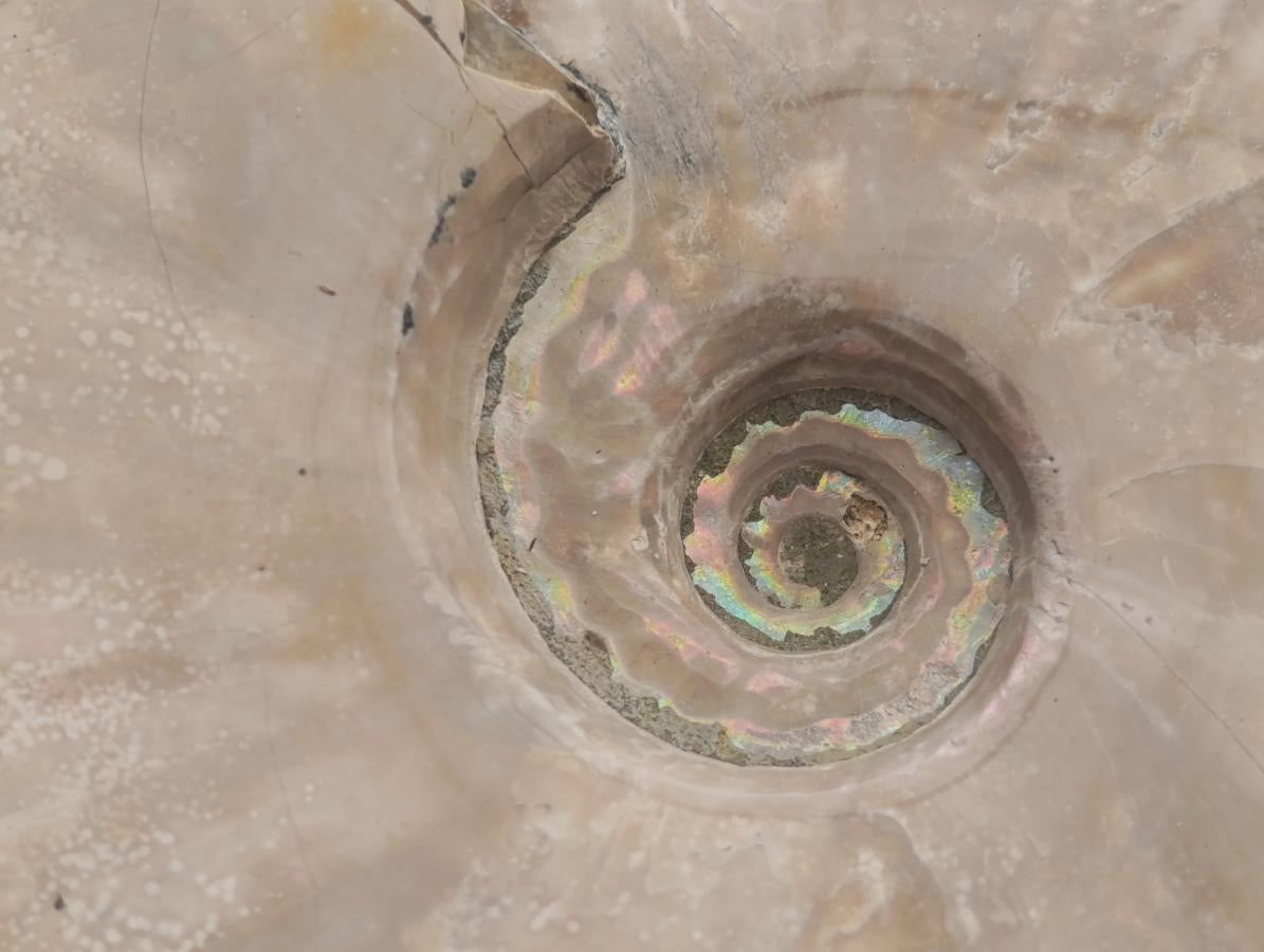 Polished Cleoniceras Ammonite Fossils x 2 From Tulear, Madagascar