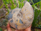 Polished Cleoniceras Ammonite Fossils x 2 From Tulear, Madagascar