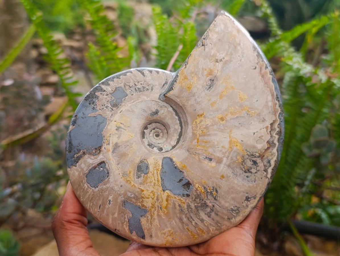 Polished Cleoniceras Ammonite Fossils x 2 From Tulear, Madagascar