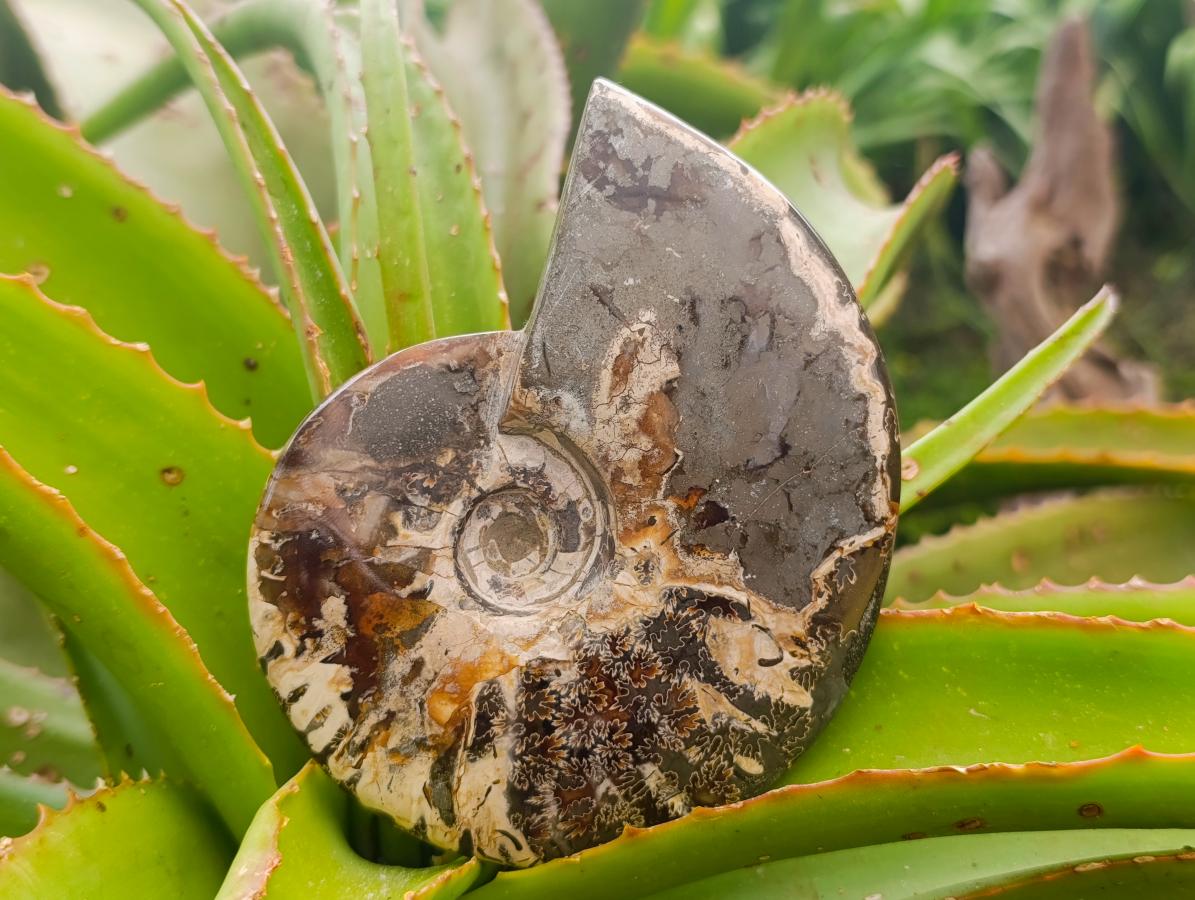 Polished Cleoniceras Ammonite Fossils x 2 From Tulear, Madagascar
