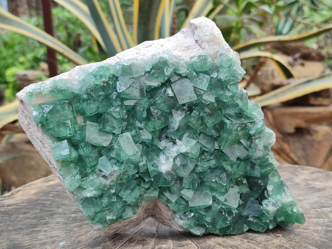 Natural Large Cubic Green Fluorite Cluster Specimen x 1 From Mandrosonoro, Madagascar
