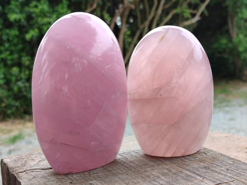 Polished Gemmy Rose Quartz Standing Free Forms x 2 From Madagascar