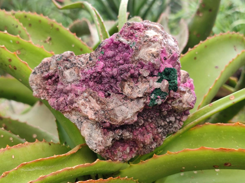 Natural Salrose Cobaltion Dolomite with Silky Malachite Specimens x 2 From Kakanda, Congo