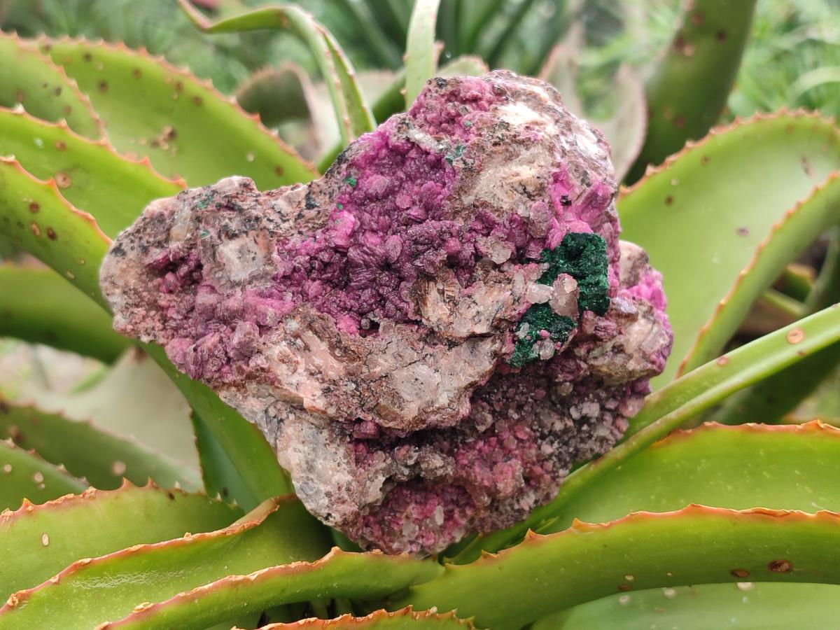 Natural Salrose Cobaltion Dolomite with Silky Malachite Specimens x 2 From Kakanda, Congo