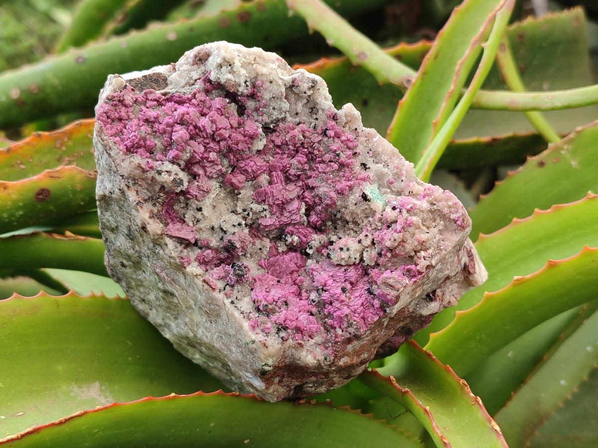 Natural Salrose Cobaltion Dolomite with Silky Malachite Specimens x 2 From Kakanda, Congo