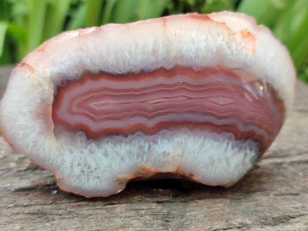 Polished One Side Red Shashe River Agate Nodules x 6 From Shashe River, Zimbabwe